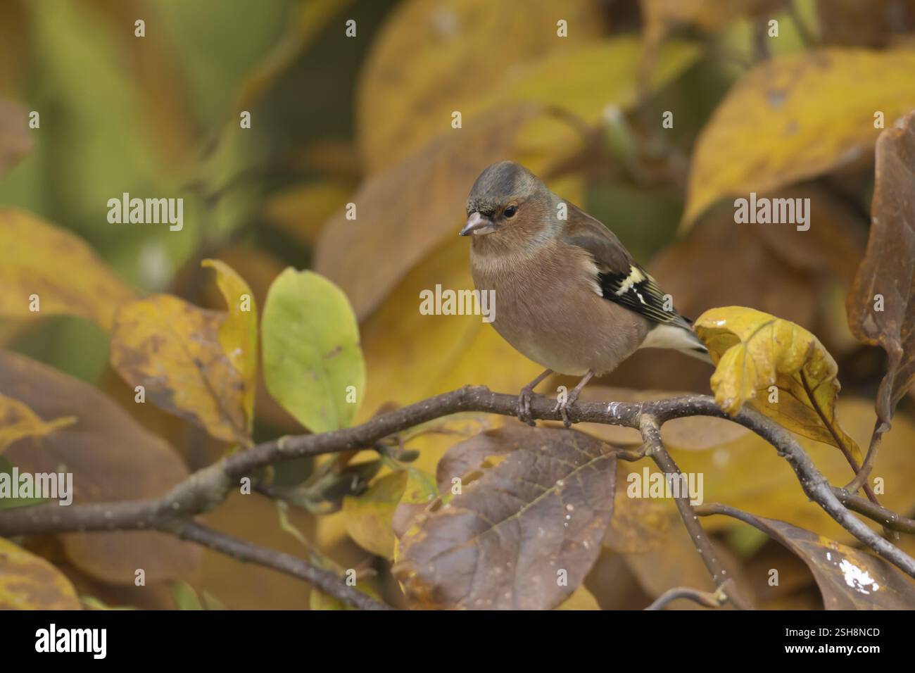 Zaffinch eurasiatico (Fringilla coelebs) uccello maschio adulto su un albero di Magnolia da giardino con foglie di colore autunnale, Inghilterra, Regno Unito, Europa Foto Stock
