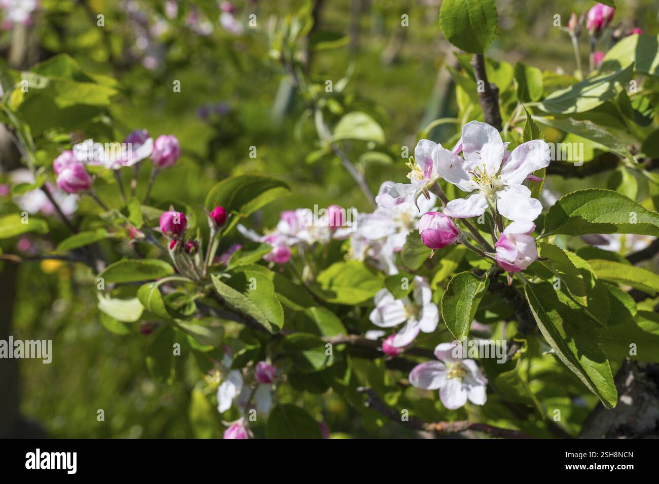 Fioritura di un melo (malus) in bianco e rosa, Sassonia, Germania, Europa Foto Stock