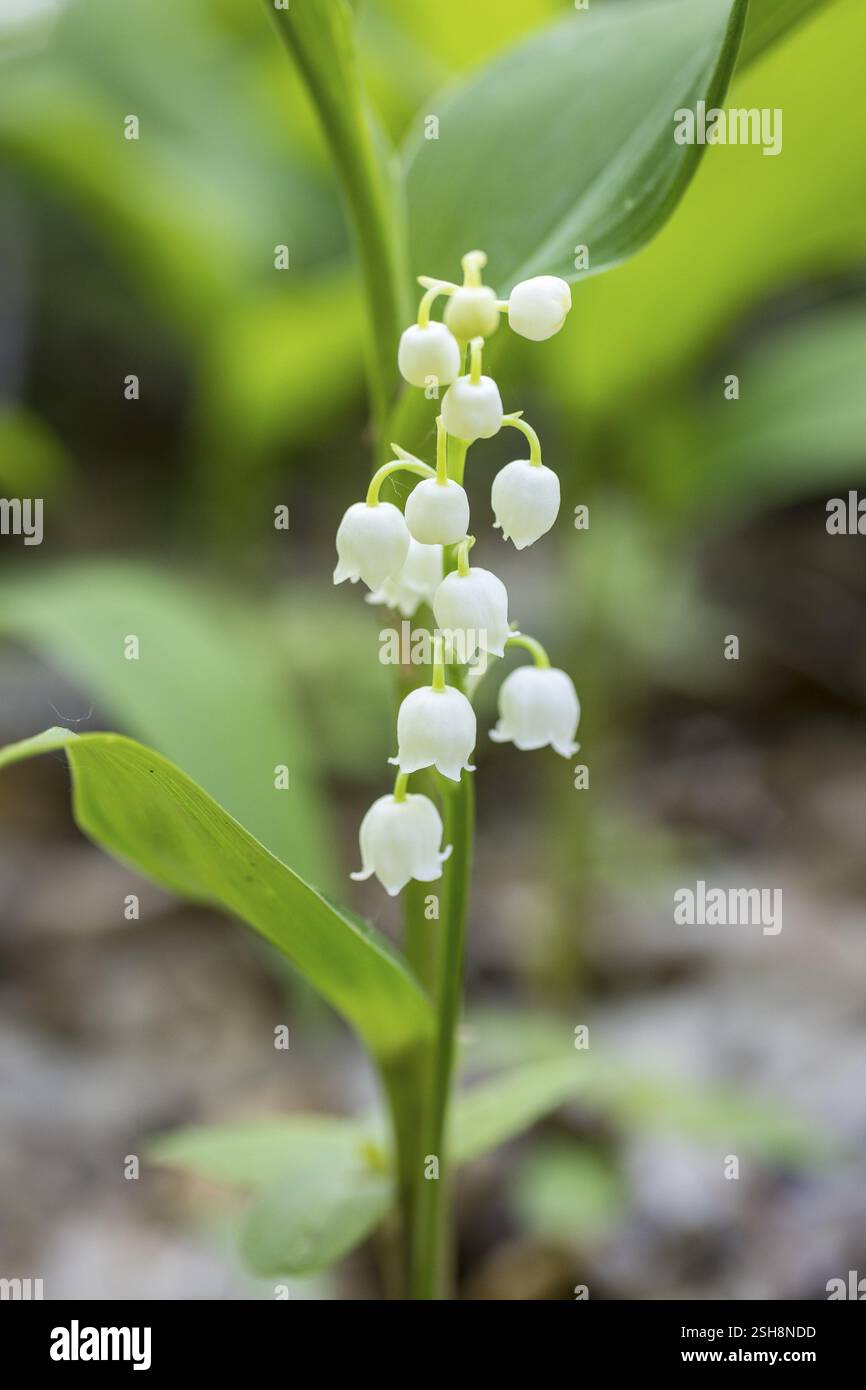 Giglio della valle (Convallaria majalis) nella foresta vicino a Moritzburg, Sassonia, Germania, Europa Foto Stock