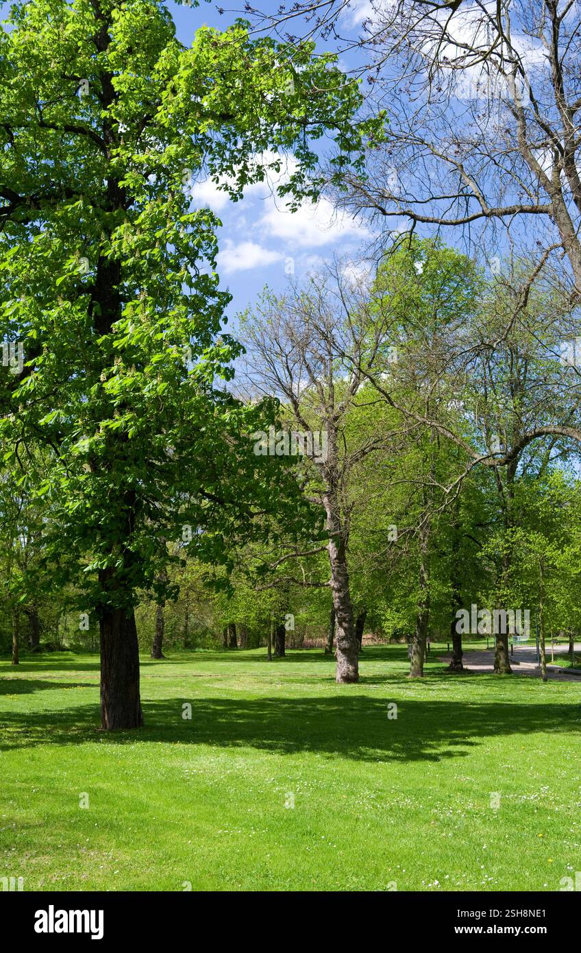 Altenburg, Germania: Primavera nell'area verde pubblica intorno al Big Pond Foto Stock