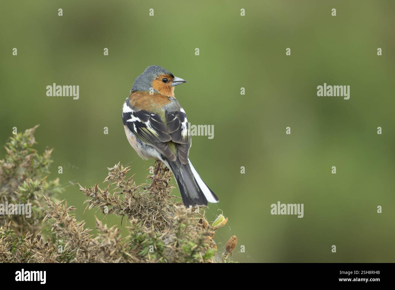 Zaffinch eurasiatico (Fringilla coelebs) uccello maschio adulto su cespuglio di Gorse, Inghilterra, Regno Unito, Europa Foto Stock