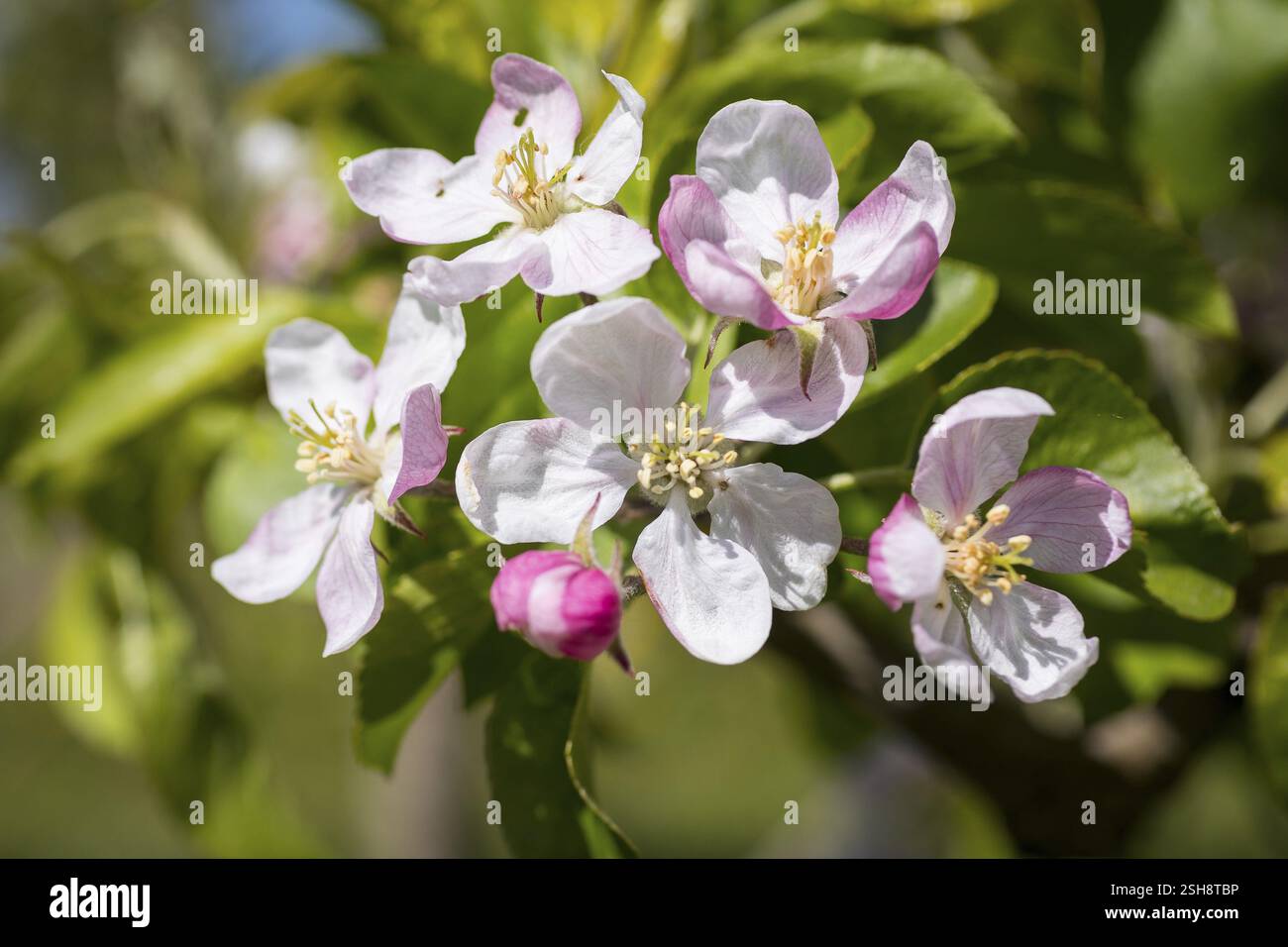 Fioritura di un melo (malus) in bianco e rosa, Sassonia, Germania, Europa Foto Stock