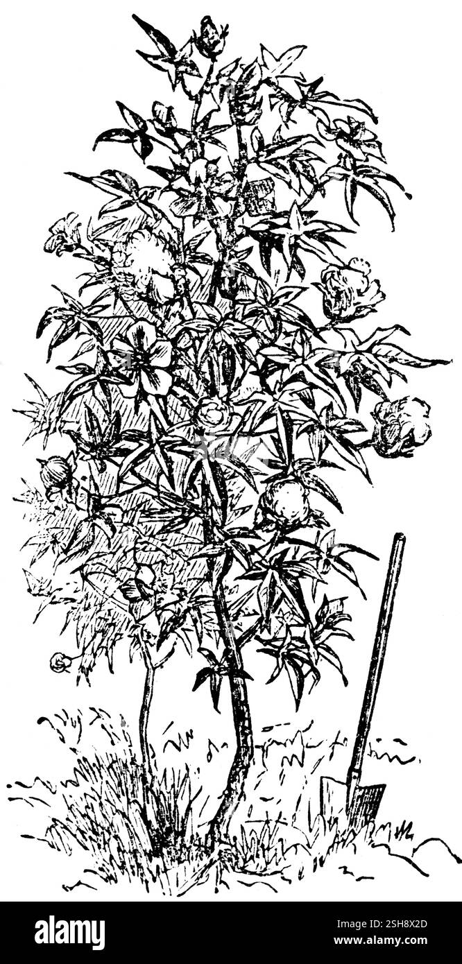 Cotone o cotone, (Gossypium) pianta utile, vanga, biologia, USA, illustrazione storica 18888, Nord America Foto Stock