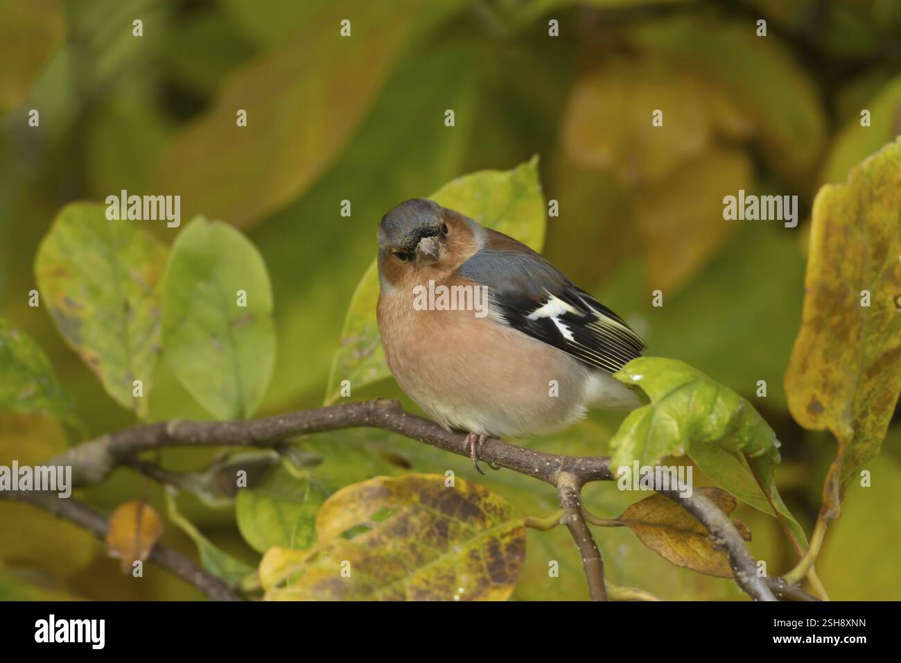 Zaffinch eurasiatico (Fringilla coelebs) uccello maschio adulto su un albero di Magnolia da giardino con foglie di colore autunnale, Inghilterra, Regno Unito, Europa Foto Stock