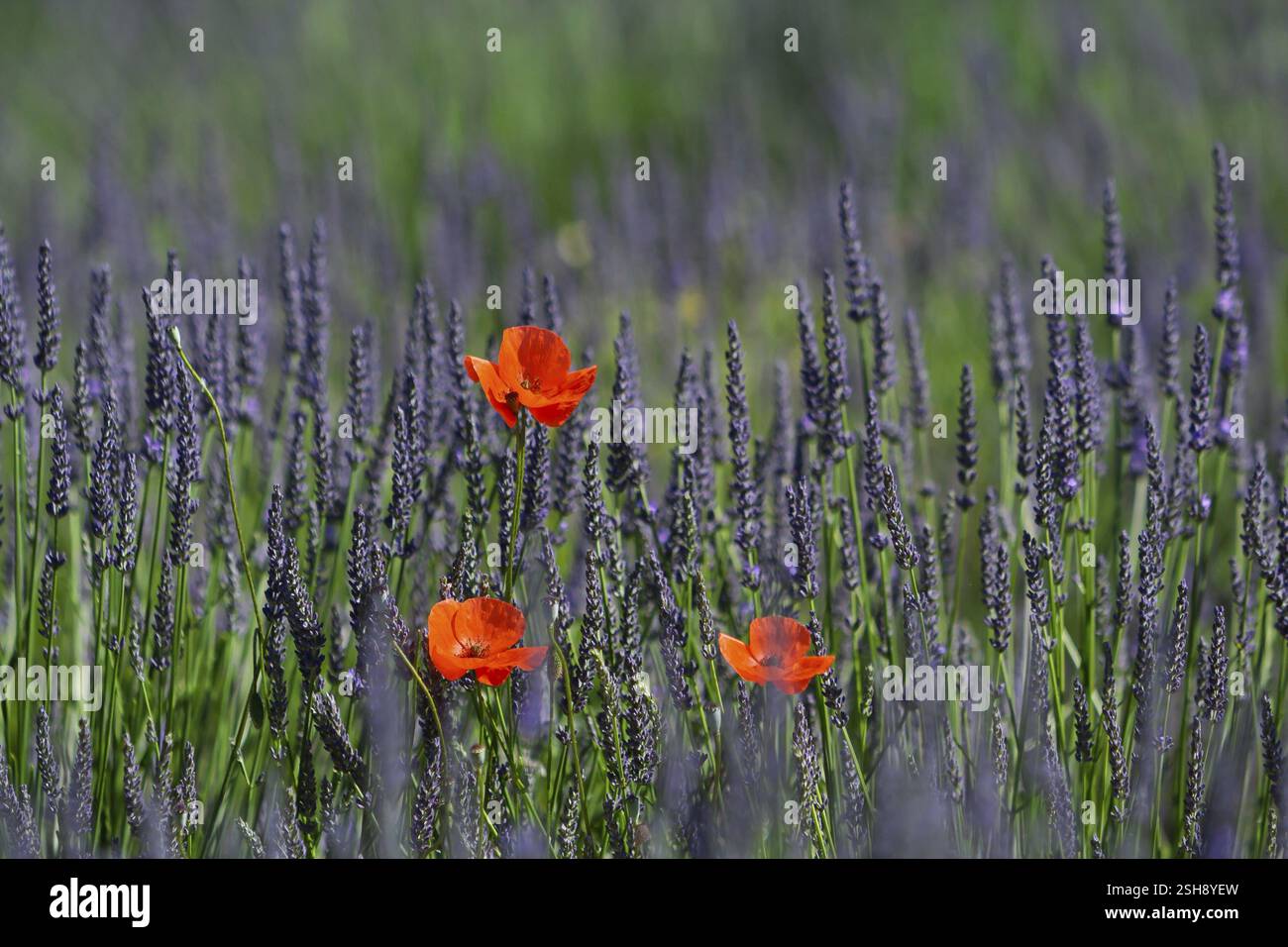 Papavero di mais in un campo di lavanda, Provenza, Francia, Europa Foto Stock
