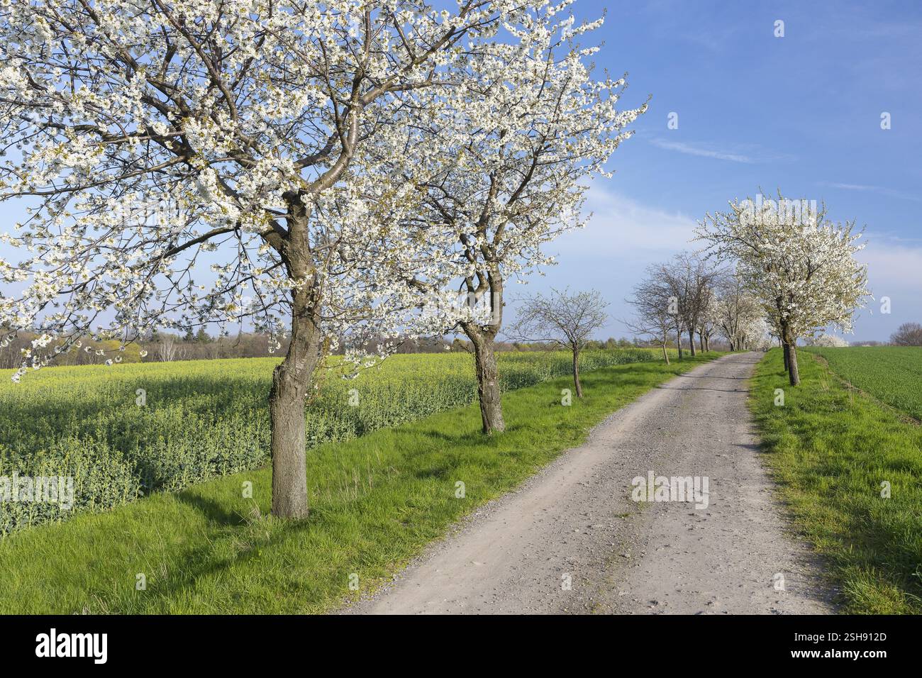 viale dei ciliegi (Prunus) in fiore, Klipphausen, Sassonia, Germania, Europa Foto Stock
