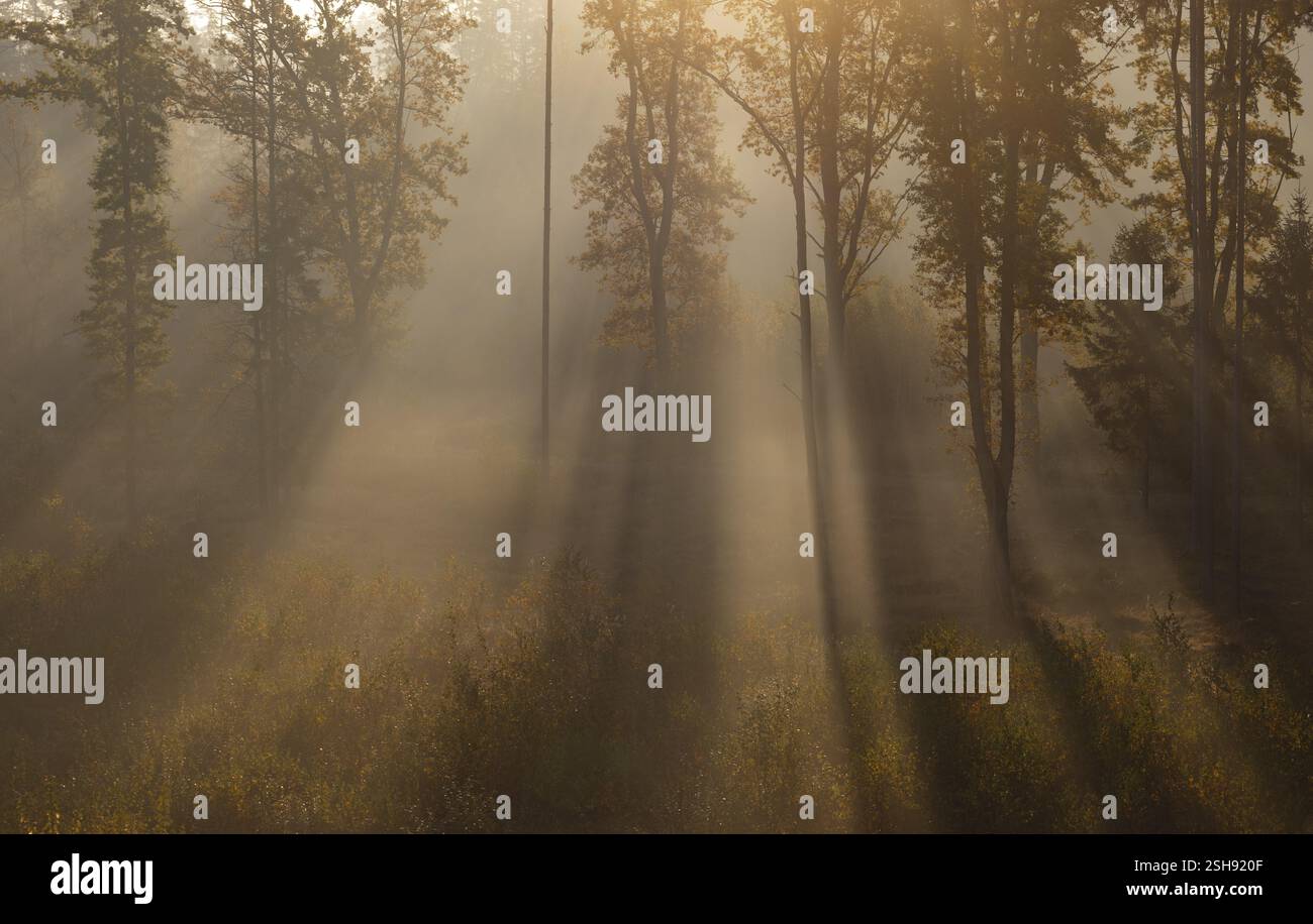 Alba con nebbia mattutina nella foresta decidua, Gmuend, Waldviertel, bassa Austria, Austria, Europa Foto Stock