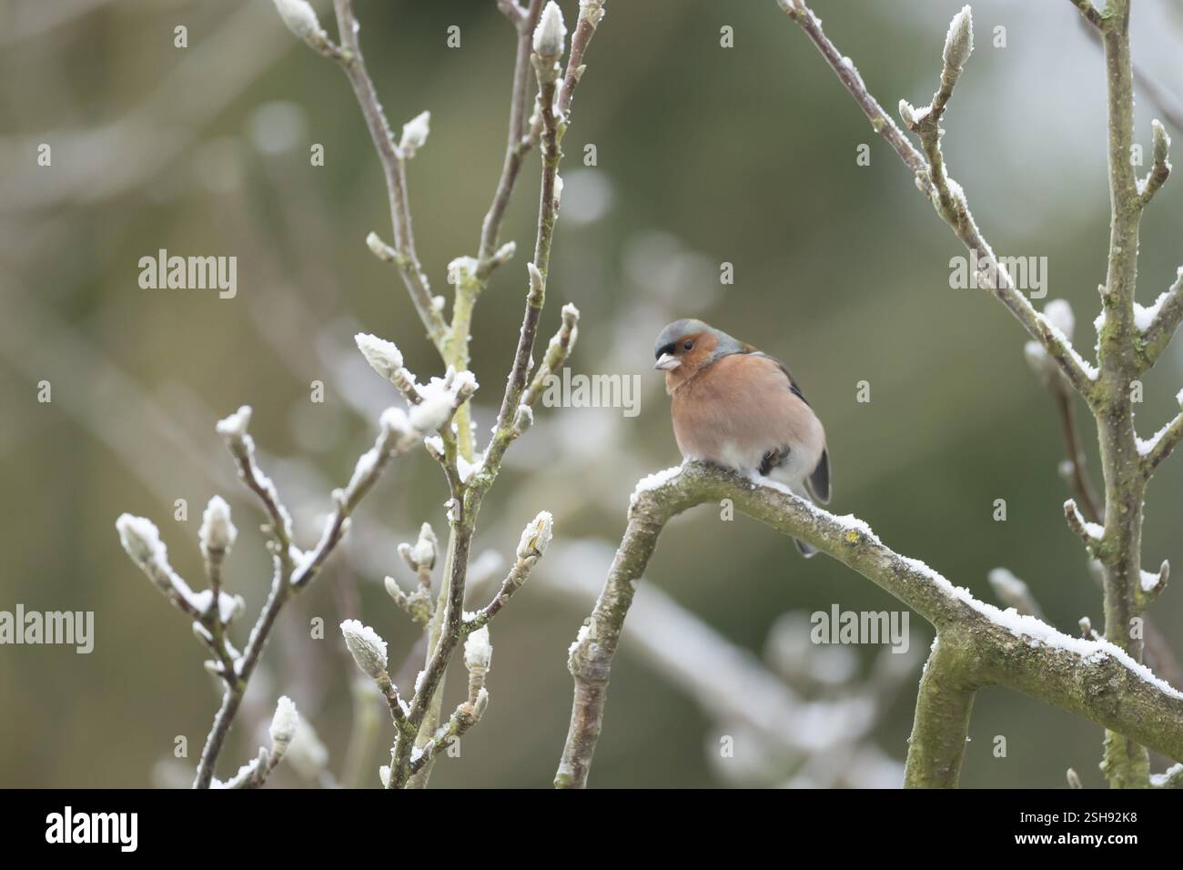 Sciaffinch eurasiatico (Fringilla coelebs) uccello maschio adulto su un giardino innevato albero di Magnolia in inverno, Inghilterra, Regno Unito, Europa Foto Stock