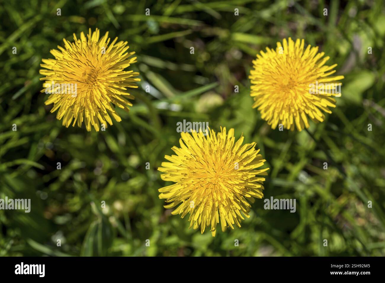 3 fiori di tarassio (taraxacum) in un prato Foto Stock