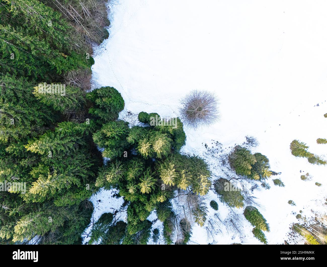 Vista dal drone sulle conifere e sulla neve sulle montagne delle Alpi Foto Stock