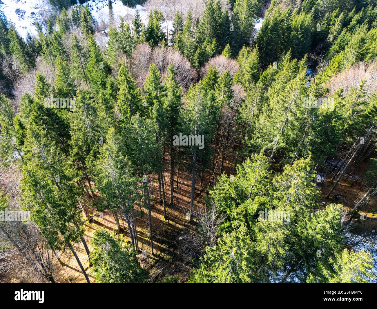 Vista aerea dal drone sulla foresta verde di abeti in inverno sulle Alpi Foto Stock