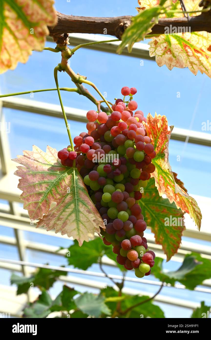 Frutti di uva rossa Vitis vinifera 'Chasselas Rose Royal' su vineria UK settembre Foto Stock