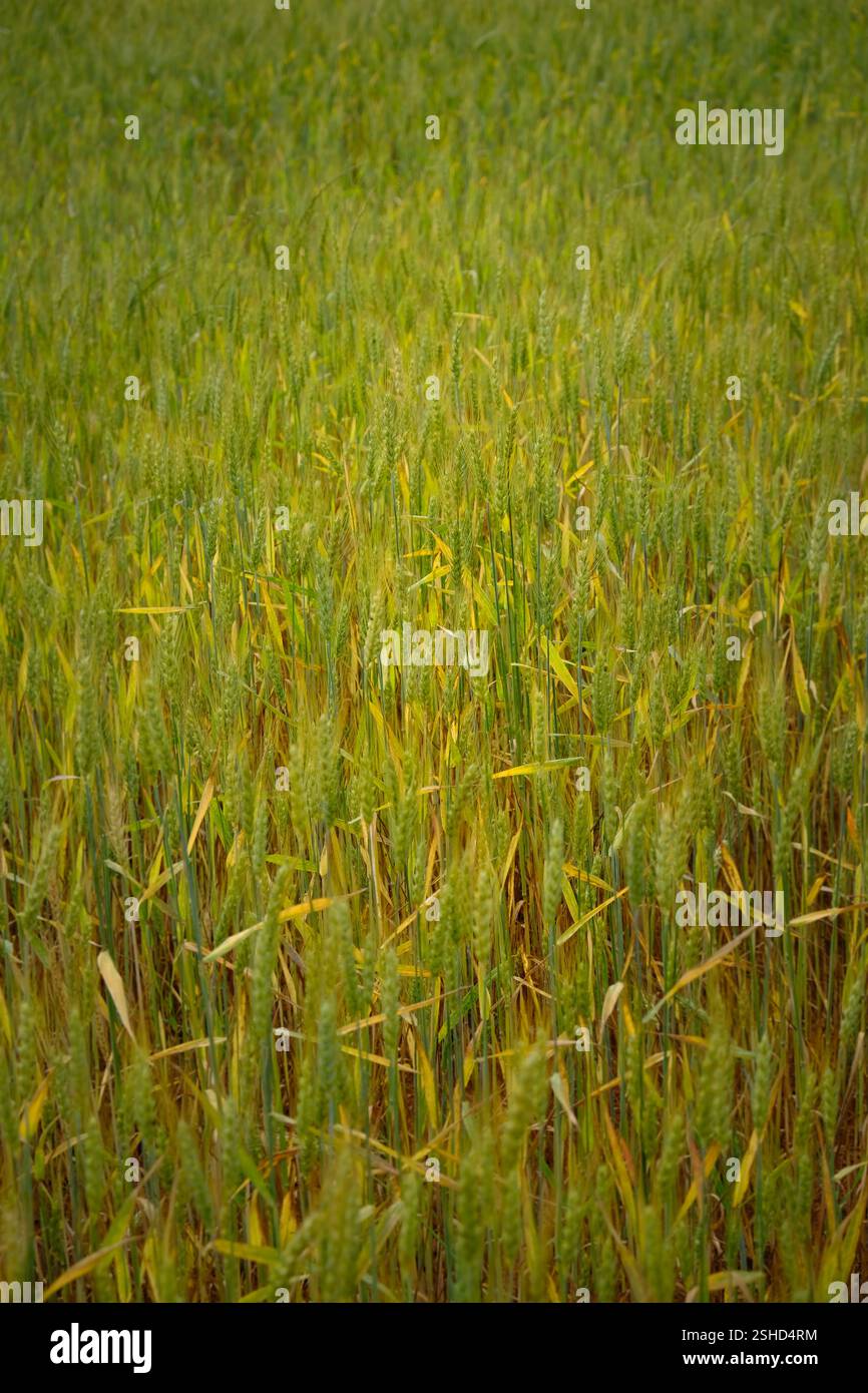 Campo di erba in fiore spessa con messa a fuoco limitata Foto Stock