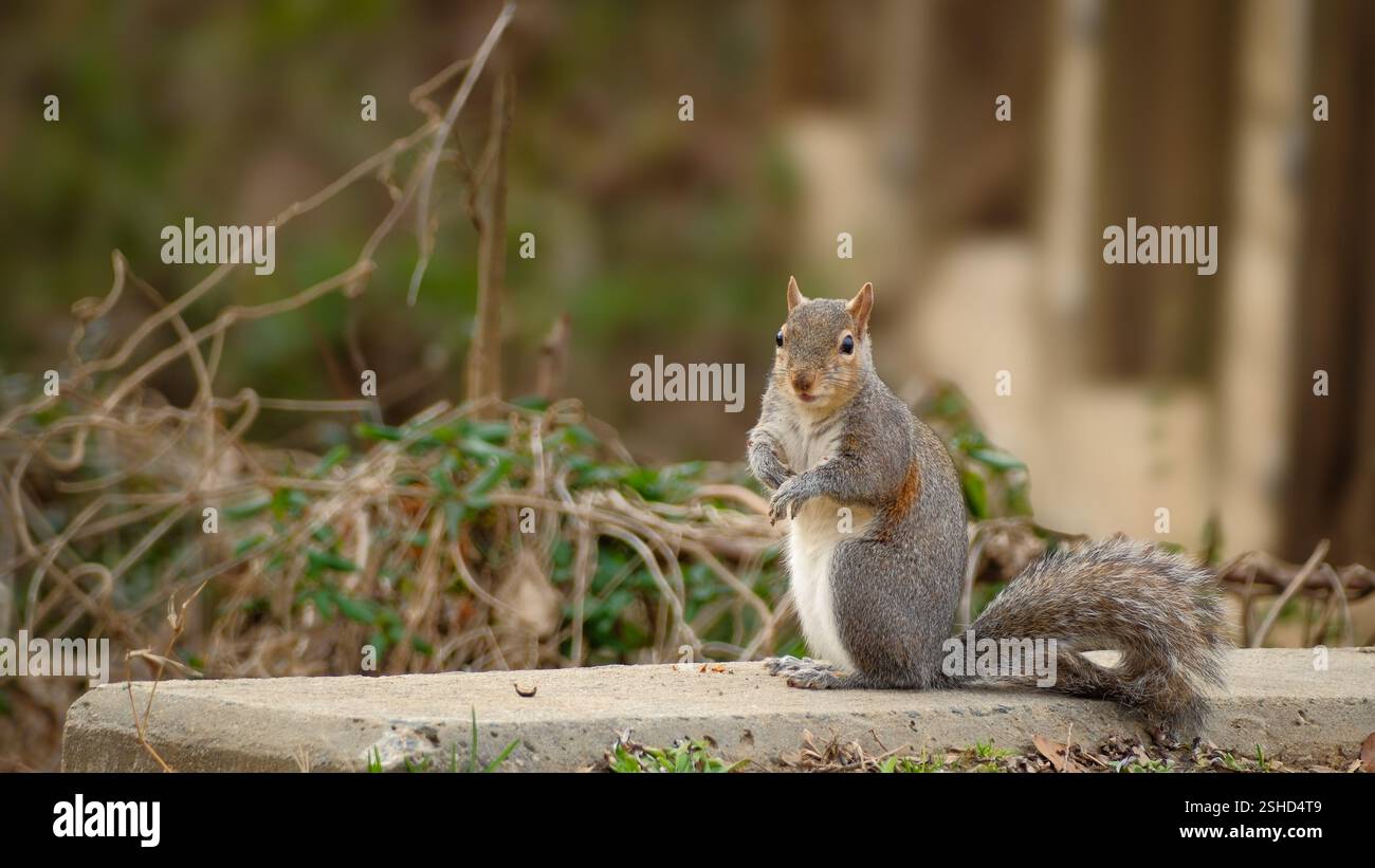 Lo scoiattolo grigio orientale si siede a guardare lo spettatore Foto Stock