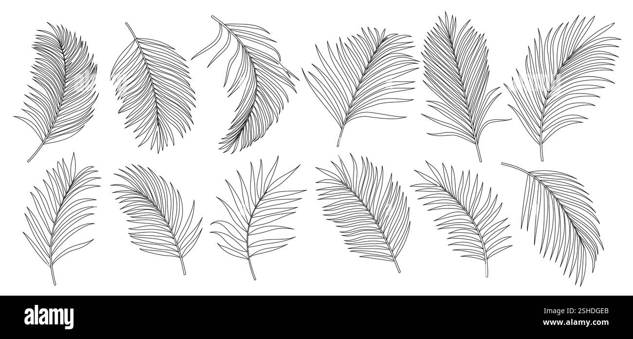 Palm lascia il set di clipart del contorno. Collezione di clip art a forma di foglie di palma e di cocco in un'illustrazione vettoriale su sfondo bianco. Illustrazione Vettoriale
