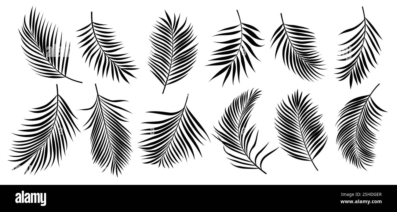 Set clipart silhouette foglie di palma. Elementi dell'icona clip art a foglie nere di palmo e cocco in un'illustrazione vettoriale su sfondo bianco. Illustrazione Vettoriale