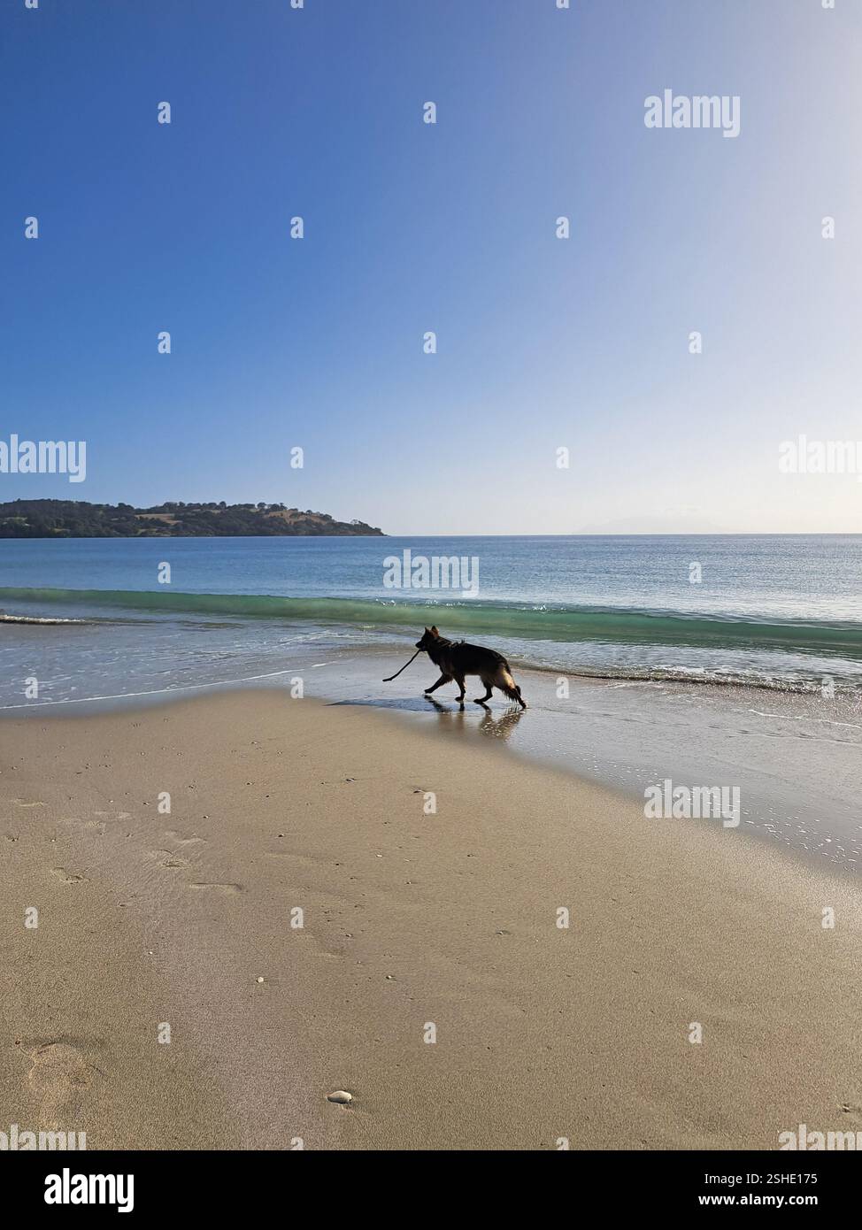 Un cane e il suo bastone sulla spiaggia - Immagine stock catturata con smartphone