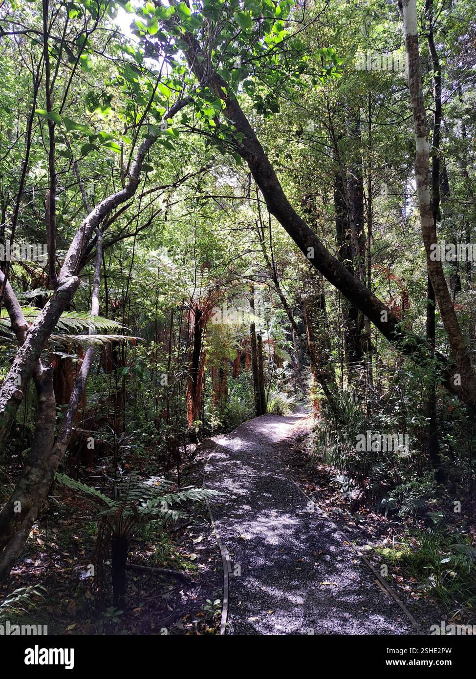 Bush Walk Foto Stock