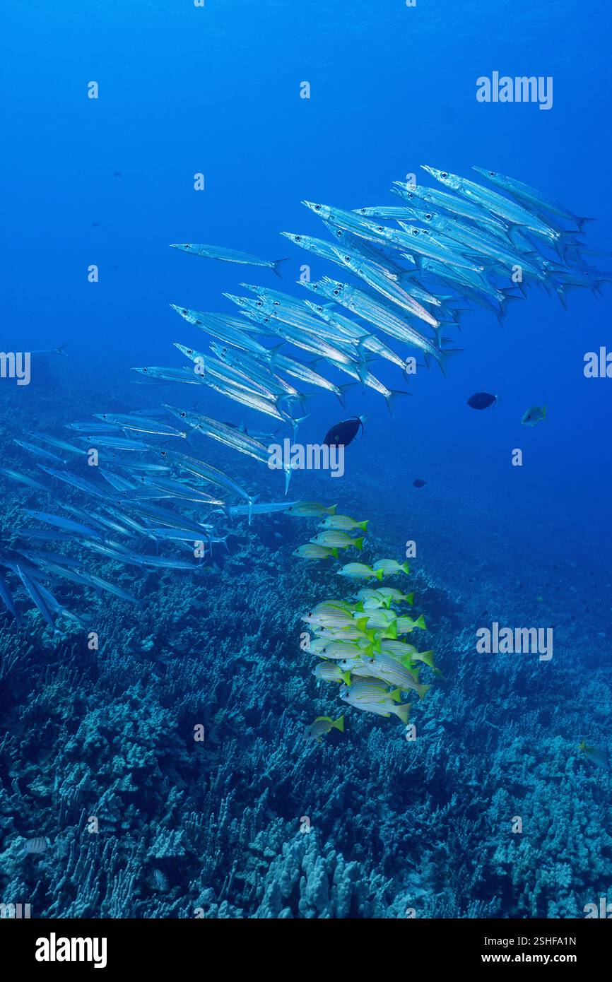 Scolarizzazione di barracuda o kawelea di Heller, Sphyraena helleri e ta'ape o snapper bluestripe, Lutjanus kasmira, Honokohau, North Kona, Hawaii Island Foto Stock