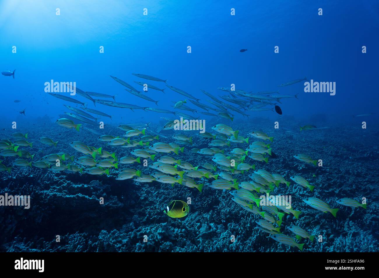 Scolarizzazione di barracuda o kawelea di Heller, Sphyraena helleri e ta'ape o snapper bluestripe, Lutjanus kasmira, Honokohau, North Kona, Hawaii Island Foto Stock