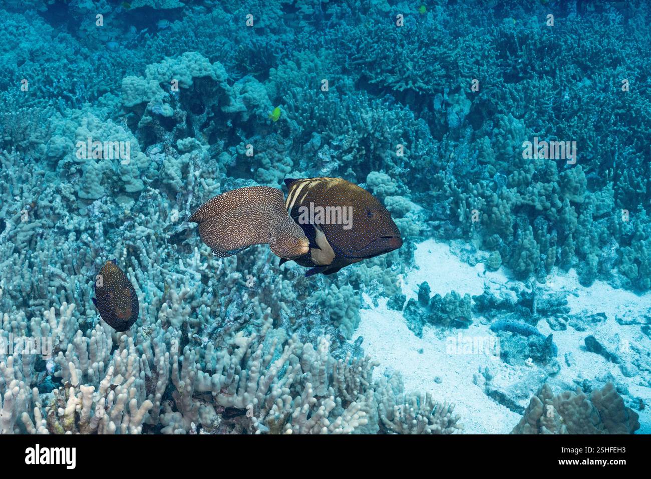 Una coalizione di caccia composta da un'anguilla bianca, Gymnothorax meleagris e due cernie di pavone, Cephalopholis argus, parte per la caccia, Kona, Hawaii Foto Stock