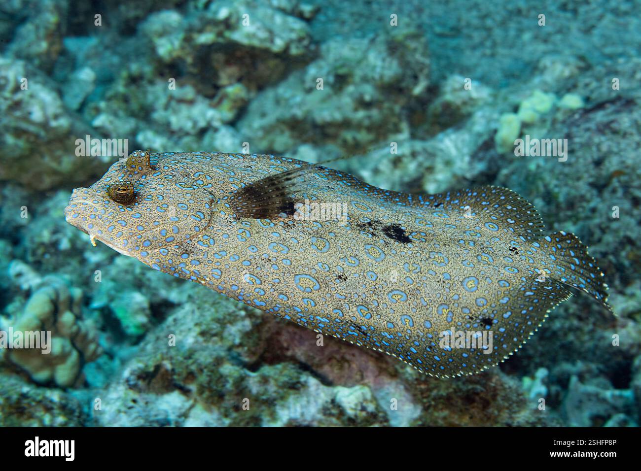 Fioritura, passera pavone o pak'i, Bothus mancus, nuoto, Honokohau, North Kona Coast, Hawaii Island ( The Big Island ), Hawaii Islands Foto Stock