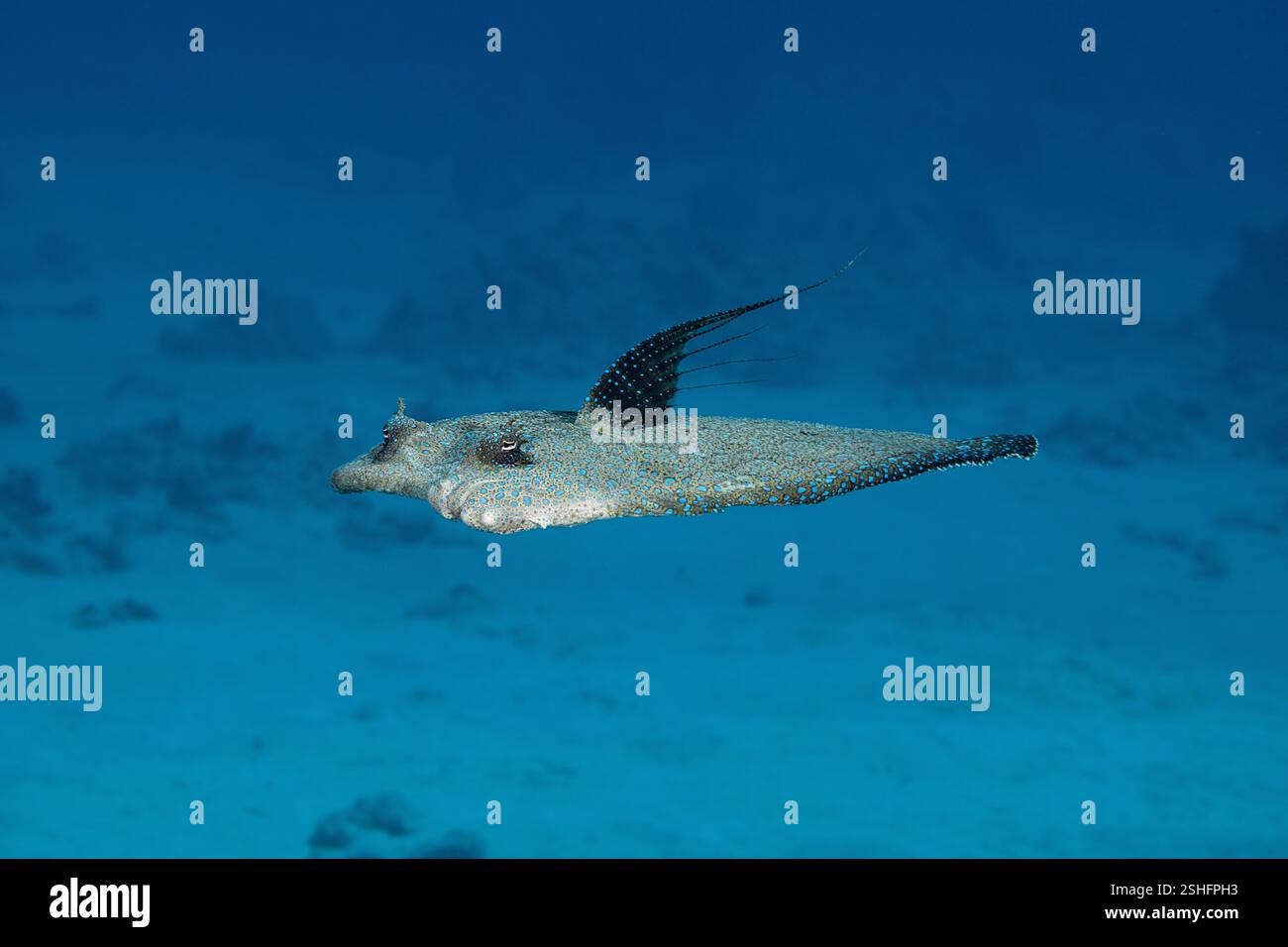 Fioritura, passera pavone, Bothus mancus, nuoto, con pinna pettorale sollevata, Honokohau, North Kona, Hawaii Island ( The Big Island ), USA Foto Stock