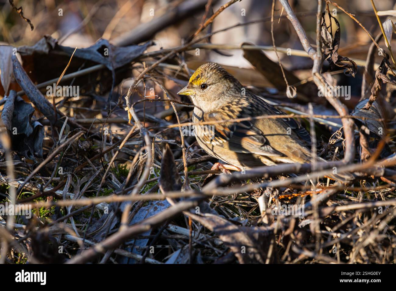 Passero coronato d'oro in sottobosco presso l'Oaks Bottom Wildlife Refuge, Portland, Oregon Foto Stock
