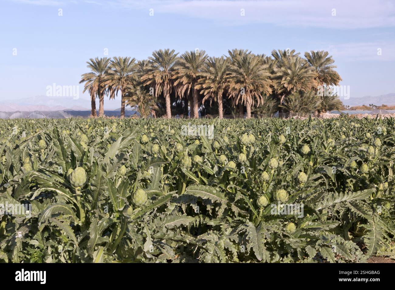 Gemme di fiori di carciofo commestibili stagionati 'Cymara cardunculus var. Scolymus', noto anche come Globe carciofo, palme da dattero sullo sfondo, California. Foto Stock