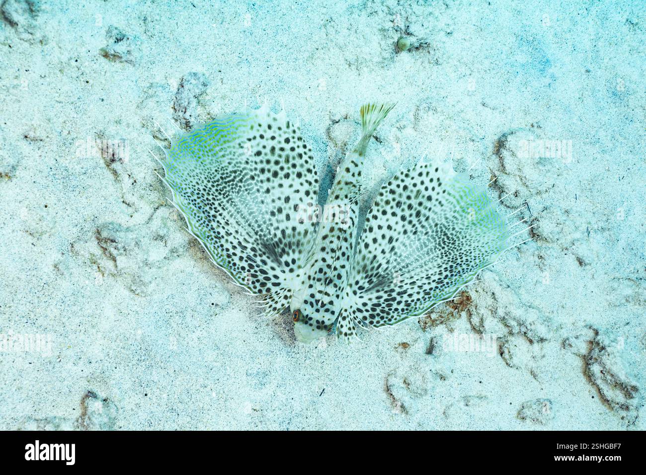 Gurnard volante orientale, porcellana o porcellana orientale, gurnard volante viola, pinao o loloa'u, Dactyloptena orientalis, Honokohau, Kona, Hawaii Foto Stock