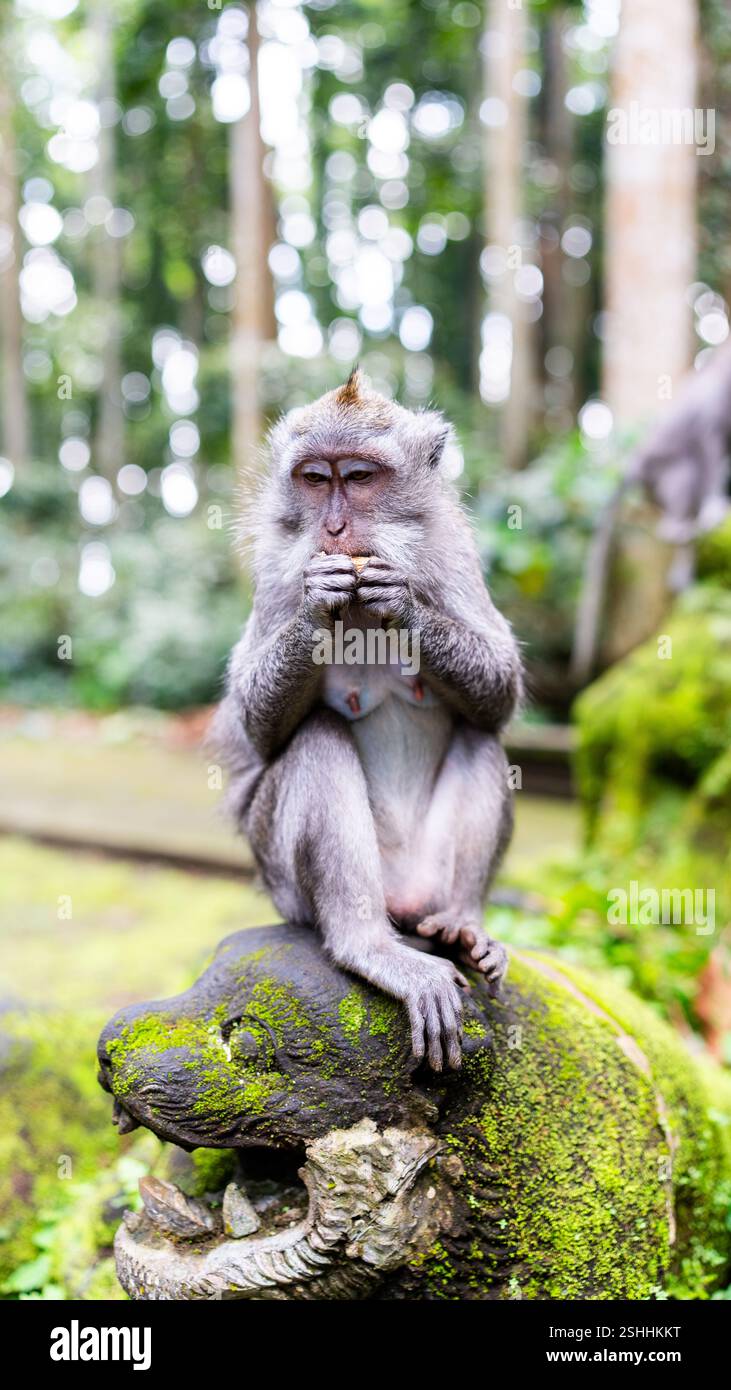 Una scimmia siede su una scultura di pietra materna, mangiando uno spuntino in una foresta lussureggiante. La sua espressione tranquilla si fonde con l'ambiente tranquillo e verde Foto Stock