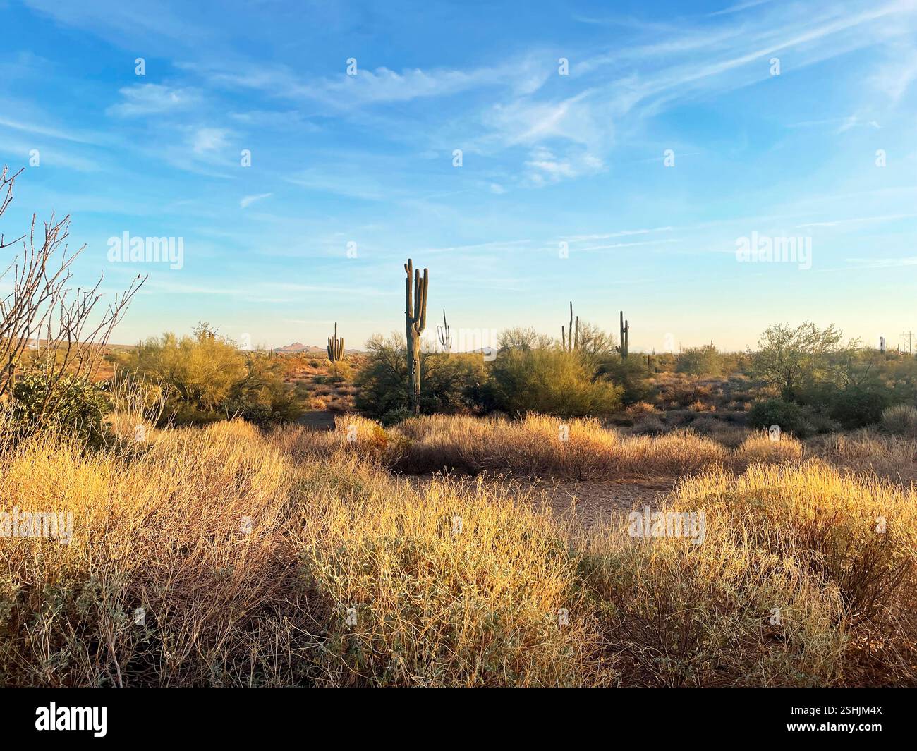 Deserto sud-occidentale dell'Arizona sopra il cielo blu. Foto Stock