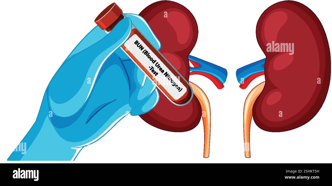 Illustrazione dei reni e della fiala per l'analisi del sangue Illustrazione Vettoriale
