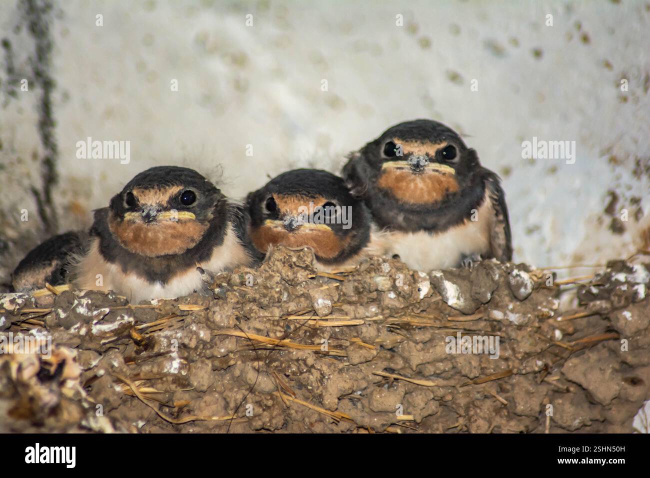 Ingoiare. Il bambino ingoia nel nido. Piccole rondini. Foto Stock