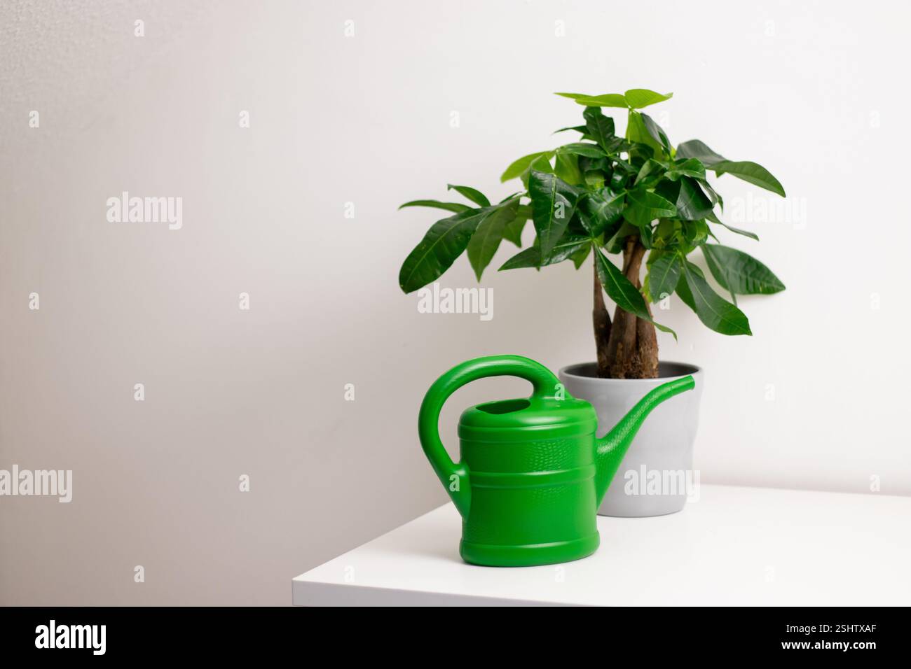 Una barattola da irrigazione verde vicino a una pianta Pachira aquatica che cresce in una pentola in piedi su un tavolo bianco in una stanza di casa Foto Stock