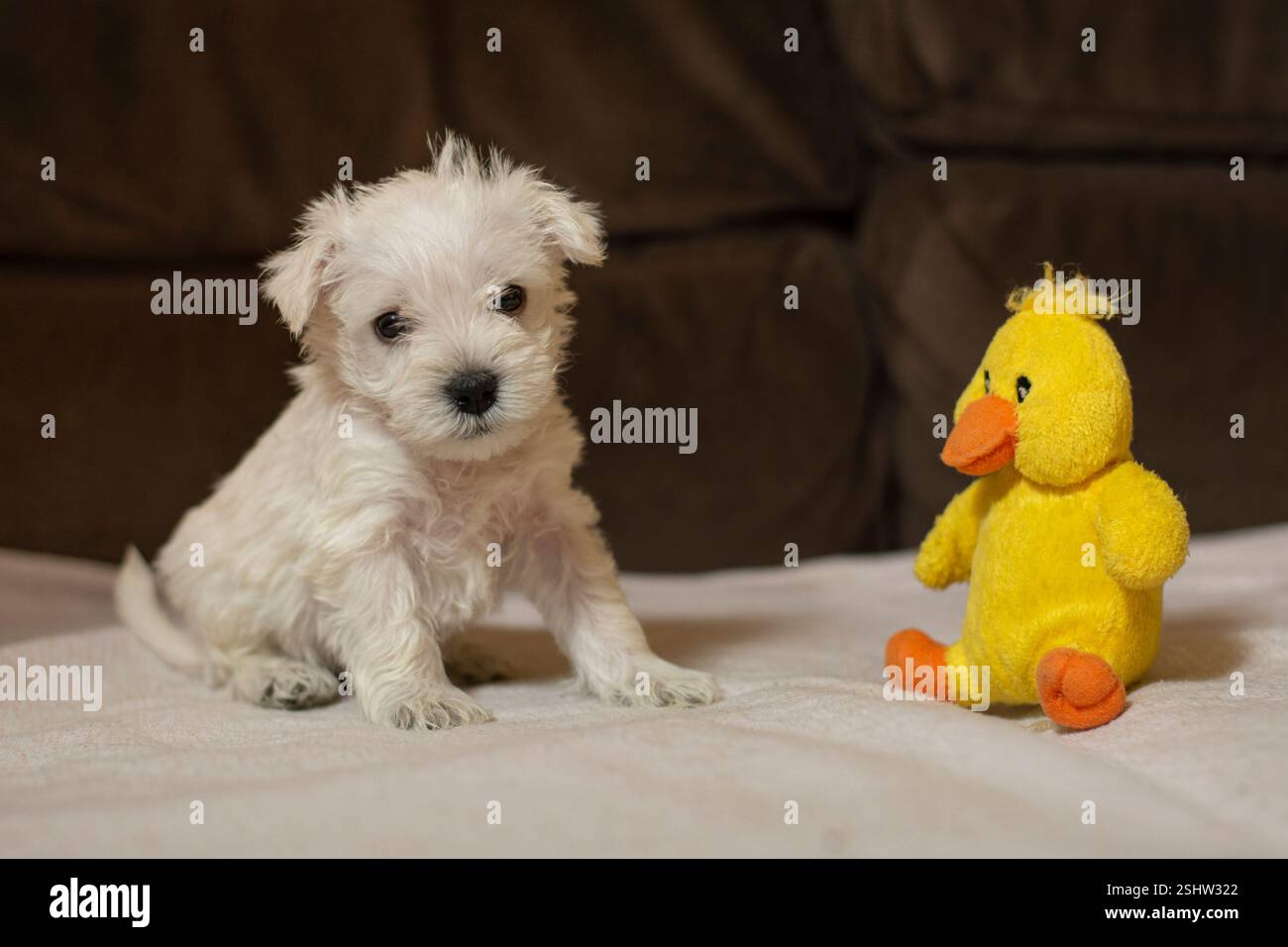 Piccolo cucciolo di schnauzer bianco e soffice, solitario e carino, con un peluche che guarda la fotocamera Foto Stock