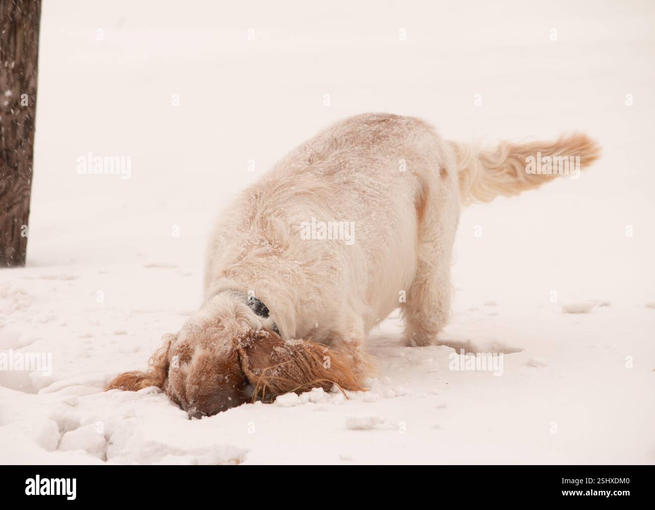 English Cocker Spaniel bianco e marrone con la testa sepolta nella neve profonda Foto Stock