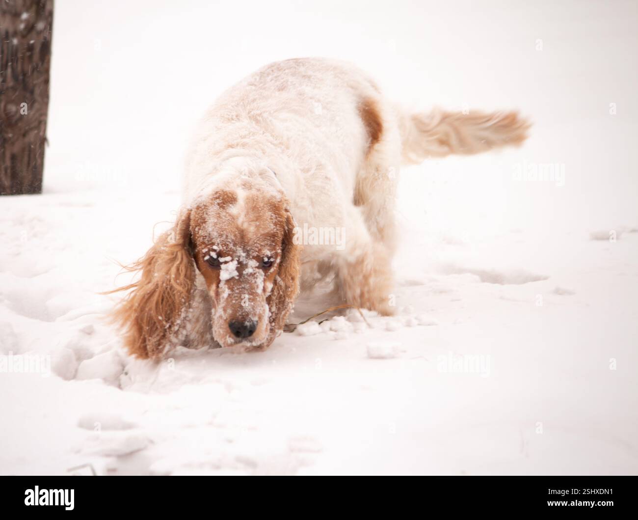 Cocker spaniel bianco e marrone che gioca nella neve profonda con il muso coperto di neve Foto Stock