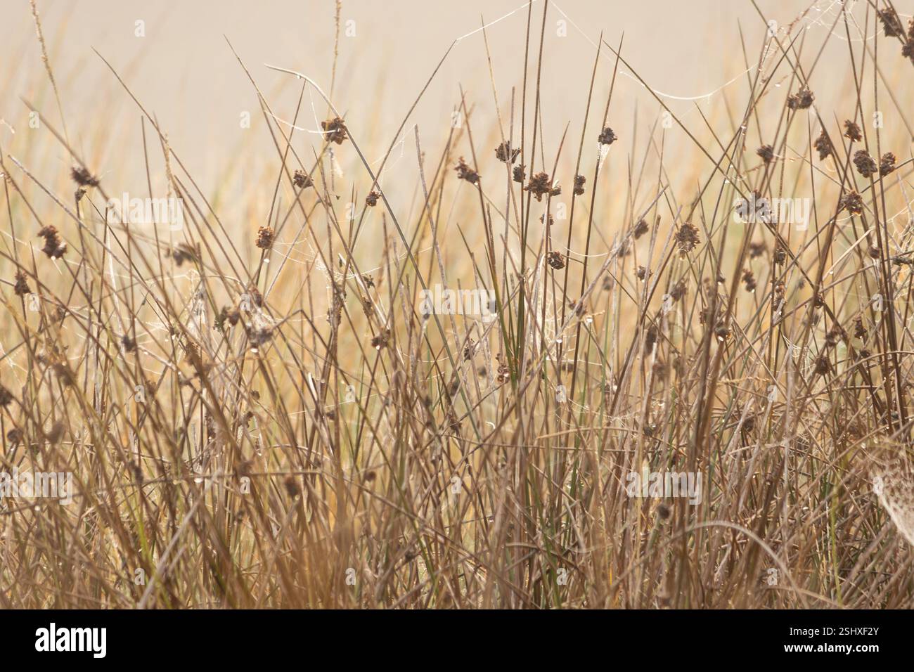 Rugiada mattutina, luce del sole, gocce e un caldo bagliore sull'erba marrone Foto Stock