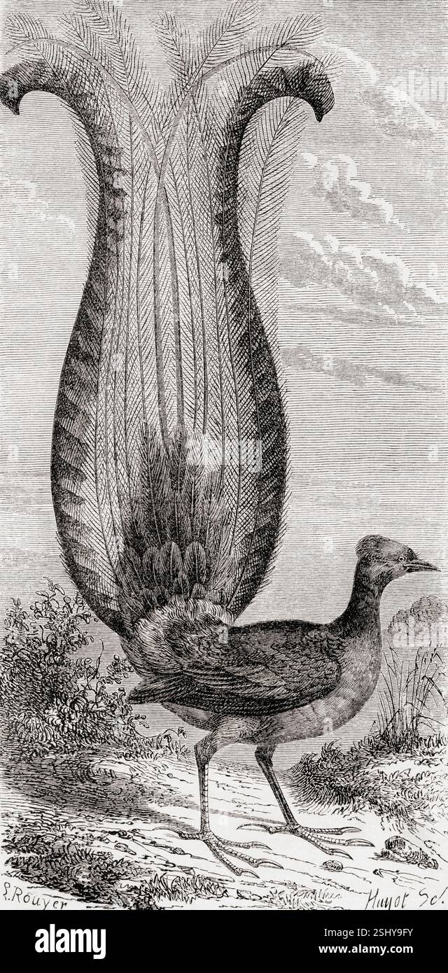 Lyrebird australiano. Da souvenir d'un squatter Francais en Australie o memoria di uno squatter francese in Australia di Hubert de Castella, 1825 - 1907. Svizzero - scrittore, artista ed enologo australiano. Apparso in le Tour du Monde, pubblicato nel 1861. Foto Stock