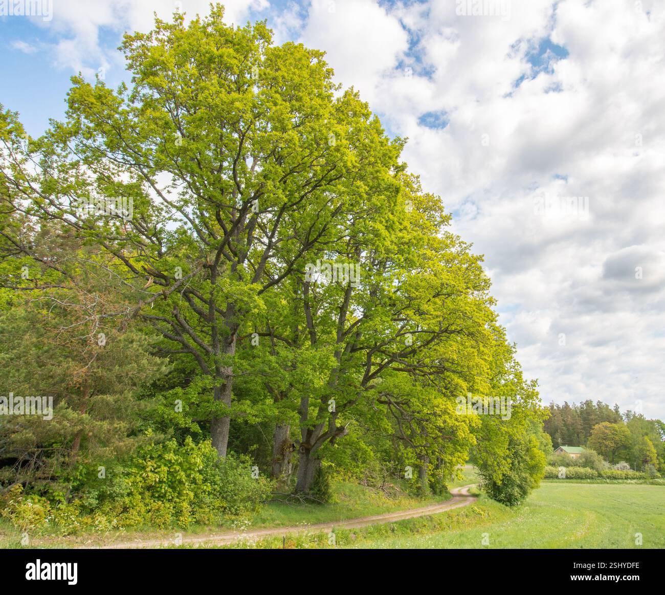 Fogliame fresco di grandi querce all'inizio dell'estate a Raasepori, Finlandia sud-occidentale Foto Stock