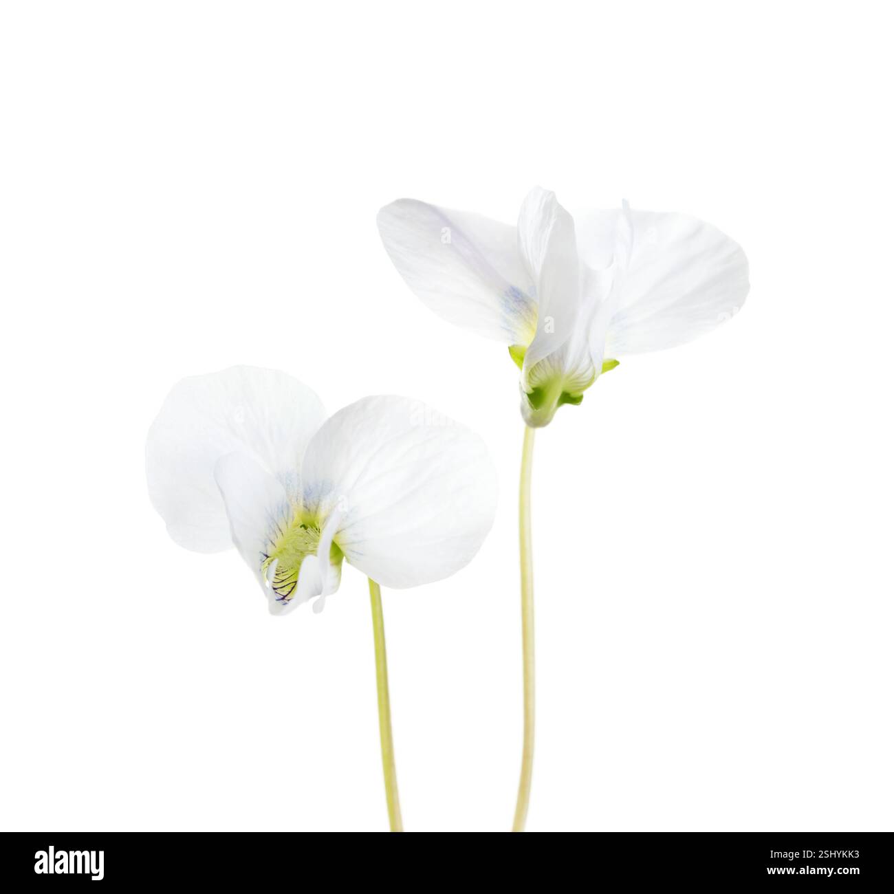 Due fiori di Viola Bianca (Viola Alba) isolati su sfondo bianco. Foto Stock