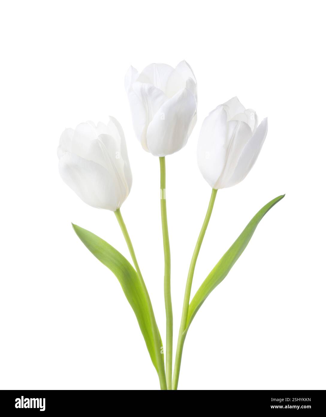 Tre tulipani bianchi isolati su sfondo bianco Foto Stock