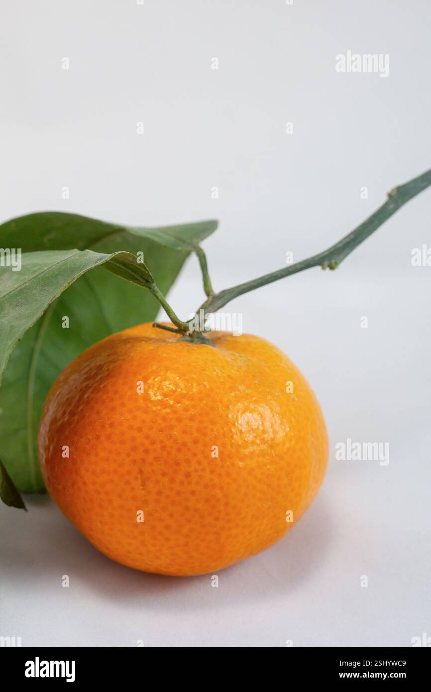 Mandarini Clementine con foglie verdi da vicino. Foto Stock