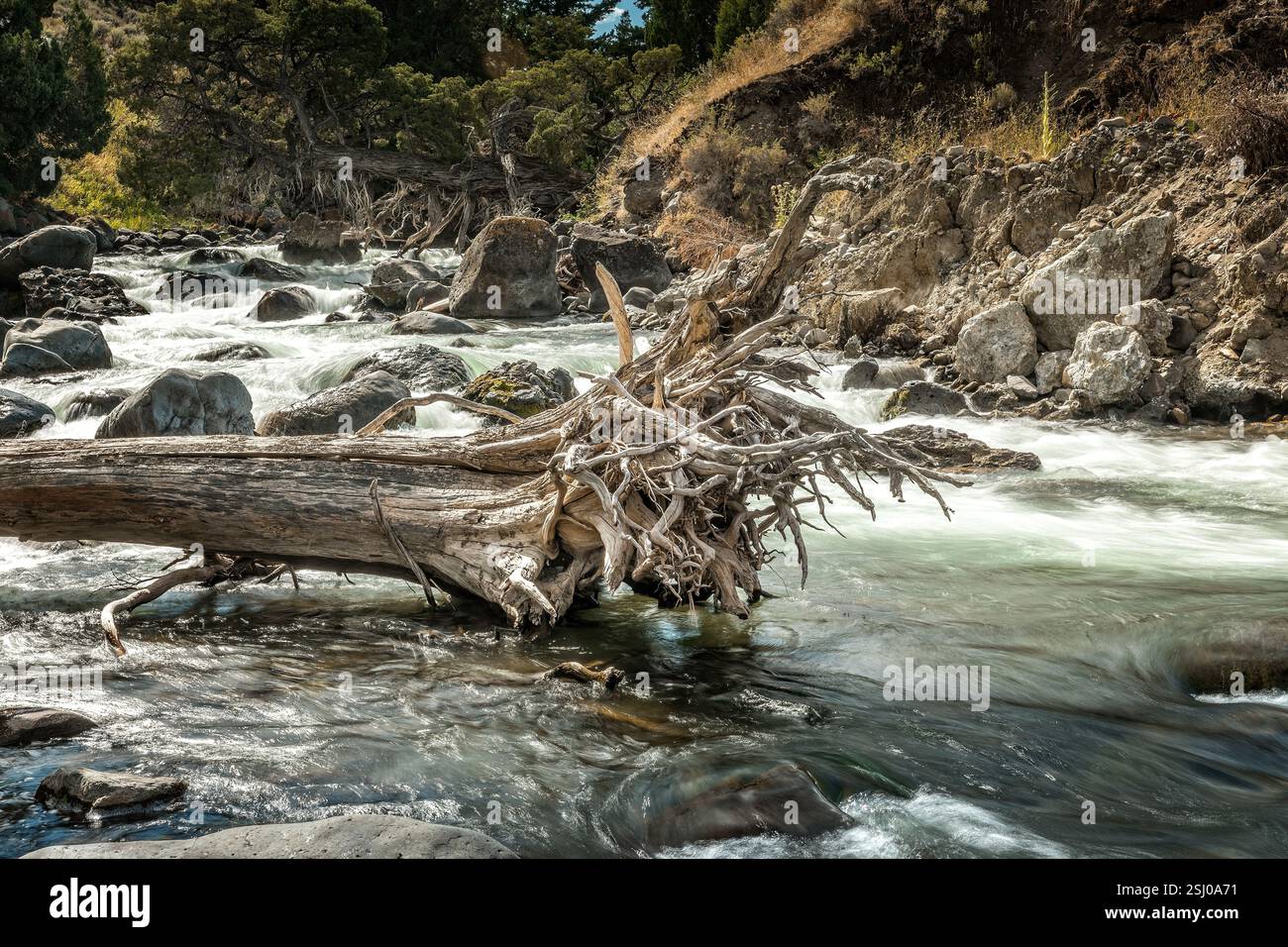 Albero morto con radici in un fiume nel parco nazionale di Yellowstone, Wyoming Foto Stock