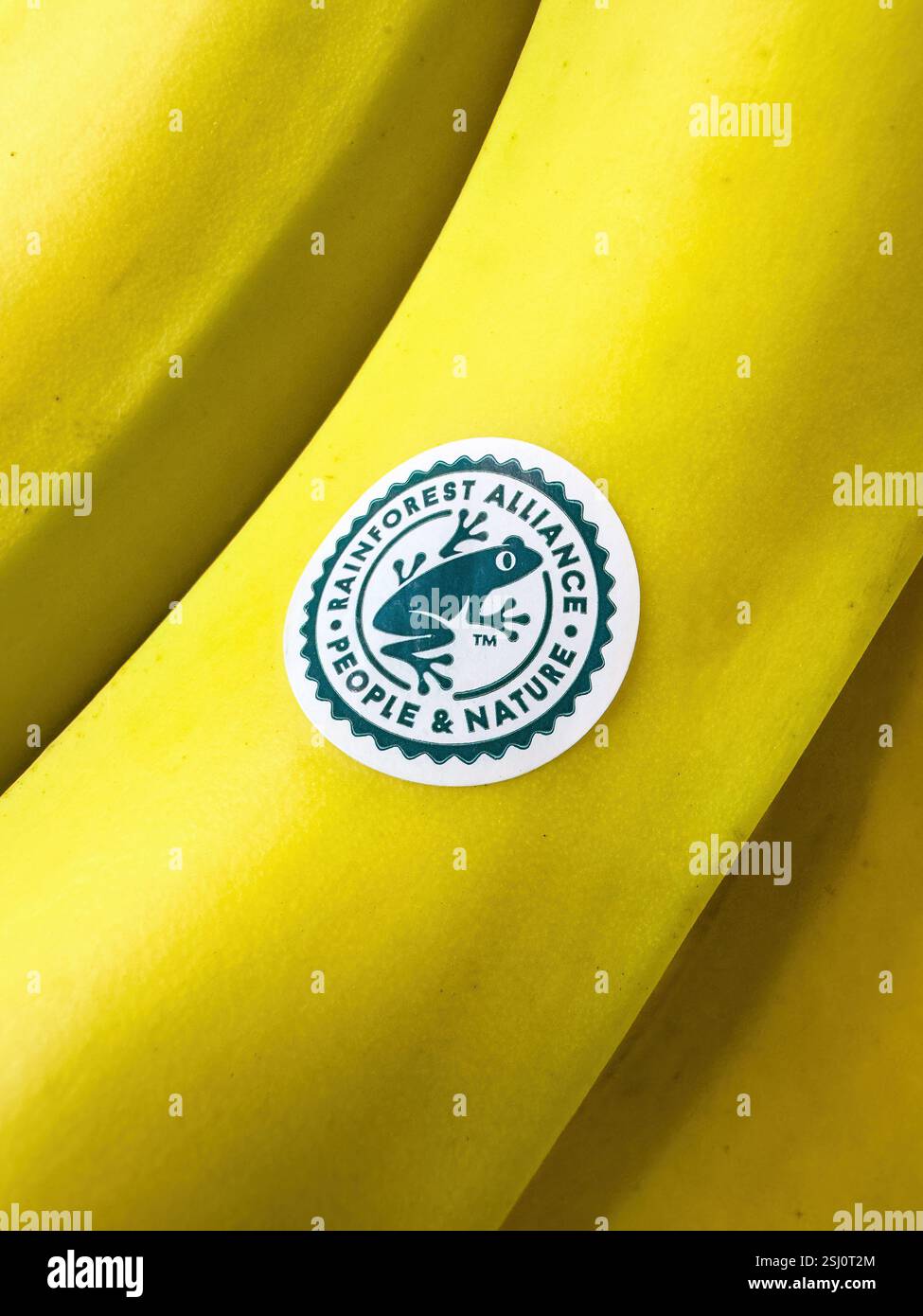 Banane etichettate con il sigillo certificato Rainforest Alliance. - Immagine stock catturata con smartphone