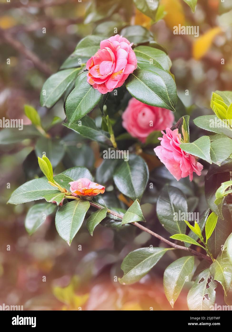 Pianta di fioritura rosa Camellia japonica. Fioritura della camelia giapponese in primavera. Foto Stock