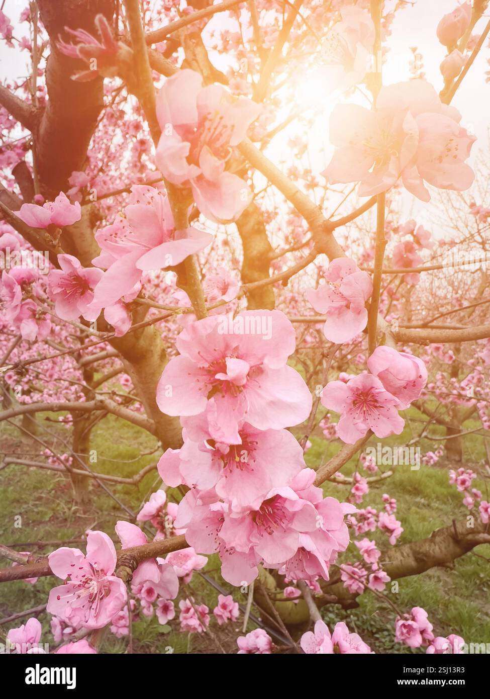 Il pesco rosa fiorisce in primavera. Fiori di pesca su alberi di Prunus persica, piantagione di pesche. Foto Stock