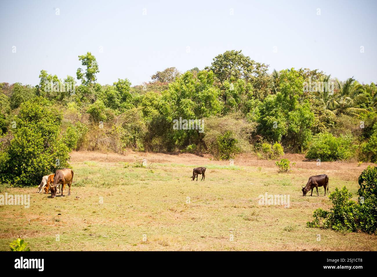 Mucche in un campo a Goa, India. Foto Stock