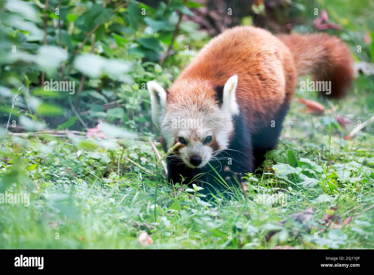 Panda rosso in una radura nella foresta Foto Stock